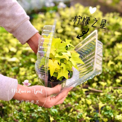 常春藤柠檬金叶室内吸甲醛绿植