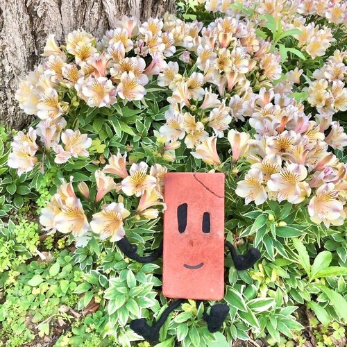 六出花草本室内外多花四季开花