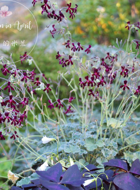 银叶 狭花 洋葵 天竺葵Pelargonium sidoides迷你 矮生 盆栽 耐晒