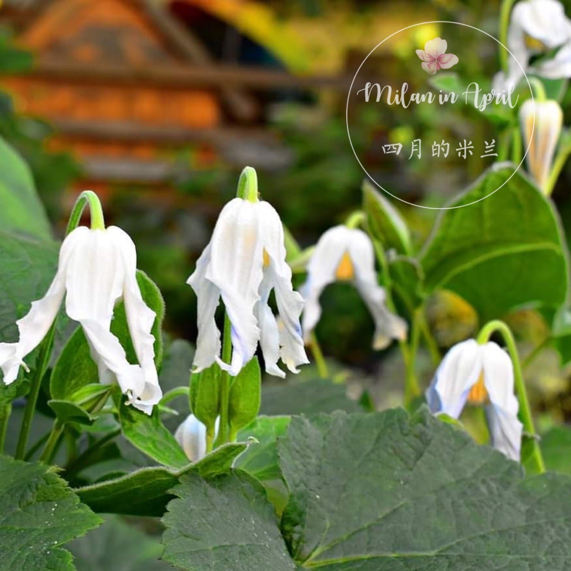 全缘铁线莲哈库里大苗盆栽花卉植物室内好养活爬藤植物室外耐寒