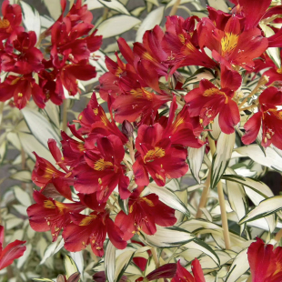 锦叶六出花摇滚乐水仙百合花园植物进口花卉多年生切花花叶进口植