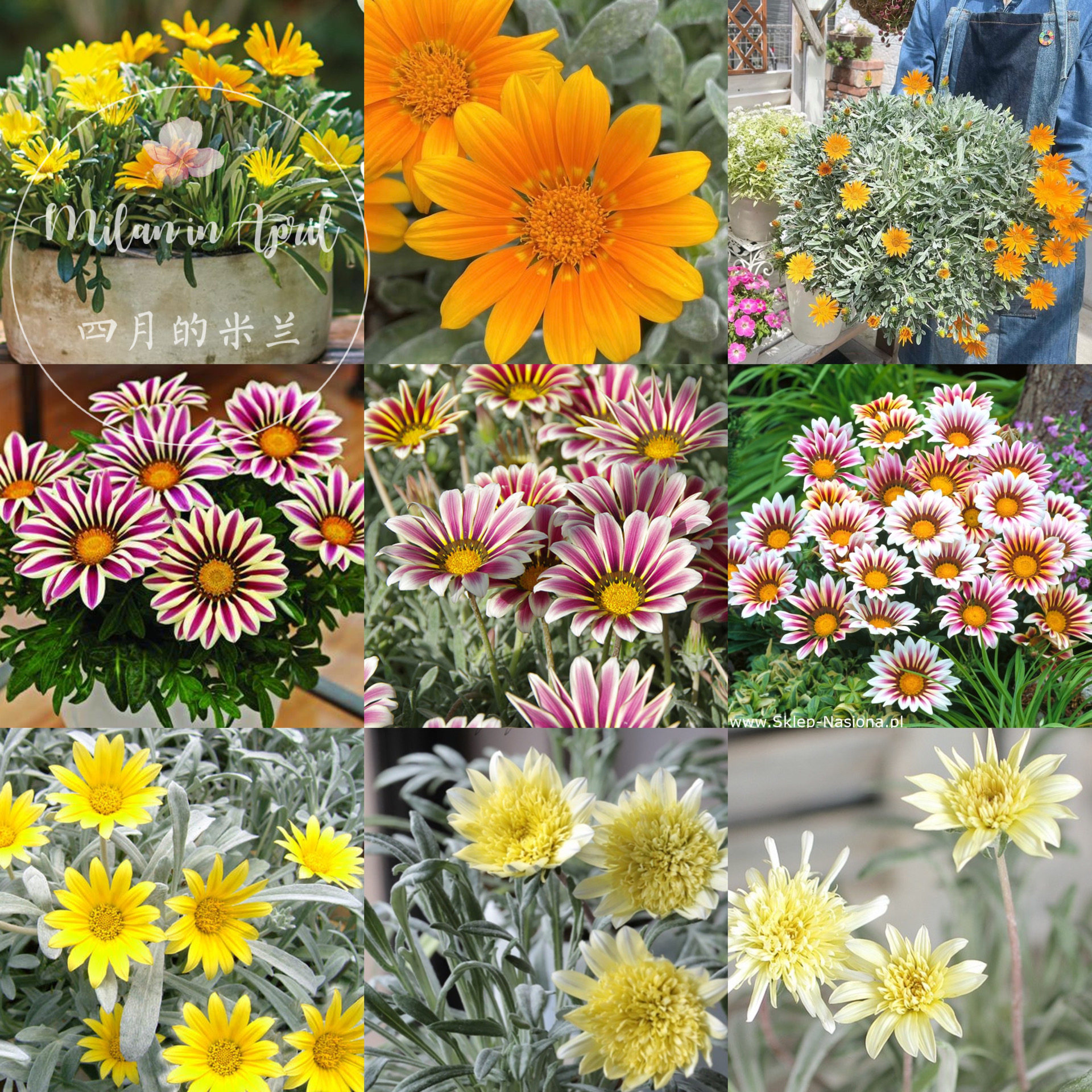 勋章菊盆栽成品苗带花苞阳台庭院花镜搭配多年生耐热四季绿植花卉