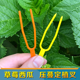 包邮甜瓜西瓜草莓藤蔓压蔓器 压苗叉 固定器 塑料育苗生根定植器
