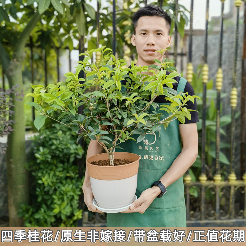 四季桂花盆栽树苗庭院室外阳台绿植花卉浓香型月月桂盆景开花不断 鲜花速递/花卉仿真/绿植园艺 时令草本花卉 原图主图