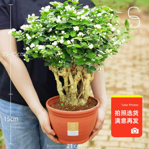 素氧园艺茉莉花观花植物阳台