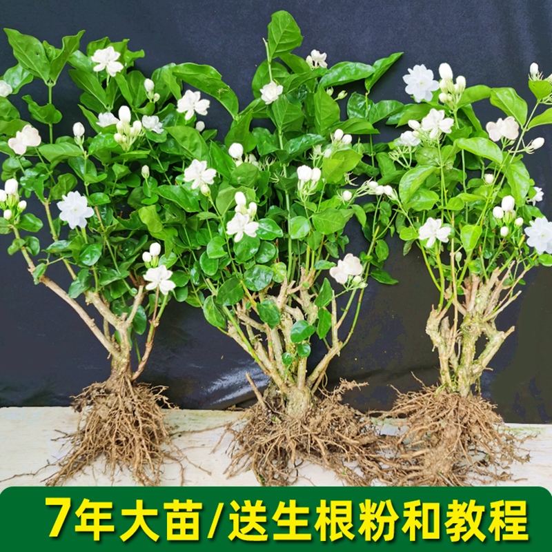 重瓣茉莉花苗室内外绿植阳台花卉盆栽茉莉花老桩四季开花庭院窗台 鲜花速递/花卉仿真/绿植园艺 时令草本花卉 原图主图