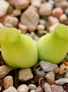 Devium*Achabense 风铃玉 老巷里Cono