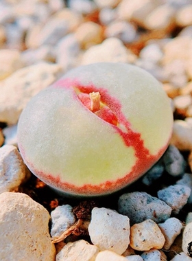 caroli*lydiae Hybrid 风铃玉 老巷里Cono