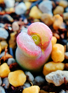 praesectum 5km N of Pofadder 风铃玉 老巷里Cono