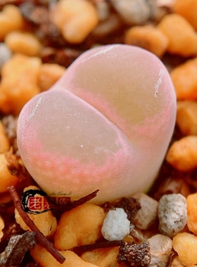 lydiae R&Y1777 风铃玉 老巷里Cono