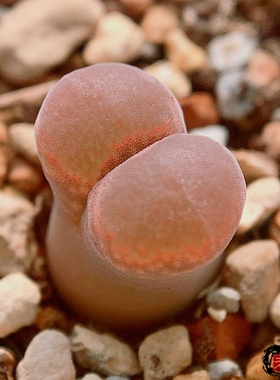 praesectum, Nousees, s Pofadder 风铃玉 老巷里Cono