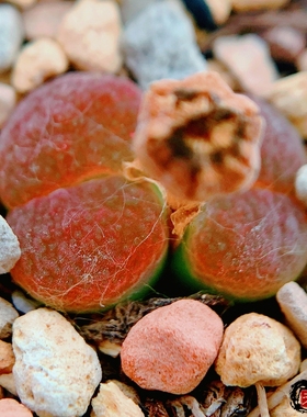 praesectum 3.5km east of pofadder 风铃玉 老巷里Cono