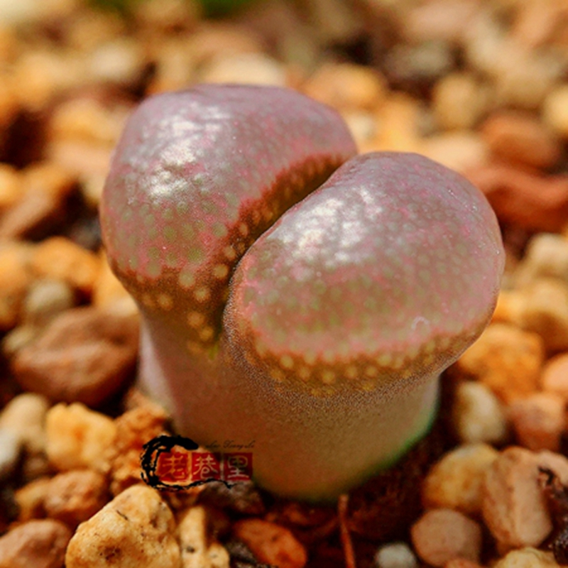 Mg1791.3 friedrichiae 'dinteri' SH359 风铃玉 老巷里Cono