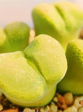 verrucosum 风铃玉 老巷里Cono