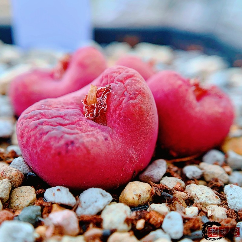 静香胖虎风铃玉老巷里