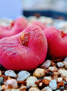 【2年以上植株】风铃、肉锥 编号植物成株、亚成株 老巷里Cono