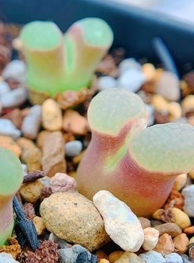 caroli CR 1393 磁铁风铃玉 老巷里Cono