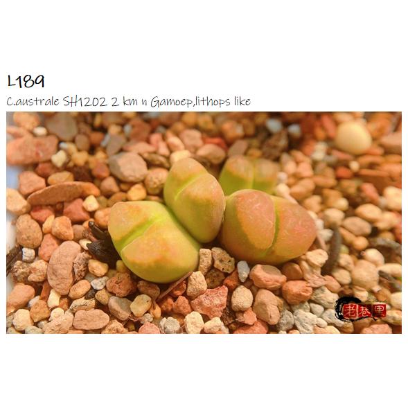 Mg1810.21 SH1202 australe 风铃玉 老巷里Cono