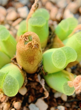 LAV27214.69 devium Doringwater 风铃玉 老巷里Cono