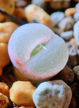 奶蜜 lydiae Hybrid 风铃玉 老巷里Cono