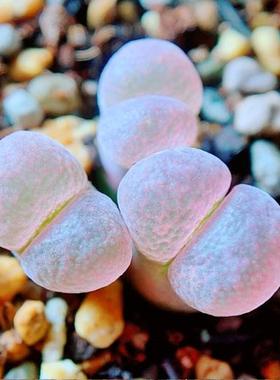 粉玫瑰 friedrichiae 风铃玉 老巷里Cono