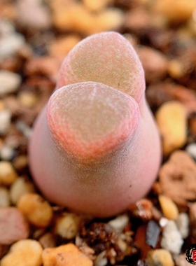 Mg1799.45 lydiae Varsputs 风铃玉 老巷里Cono