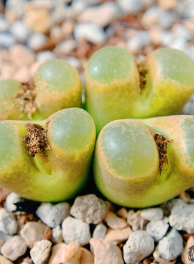 caroli（Japan） 磁铁风铃玉 老巷里Cono