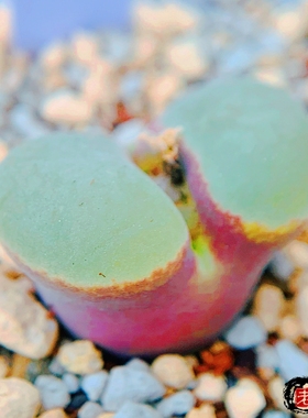 lydiae Dabenoris 风铃玉 老巷里Cono