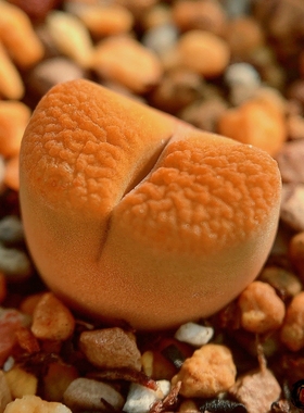 Mg1808.6 verrucosum SB2220 风铃玉 老巷里Cono