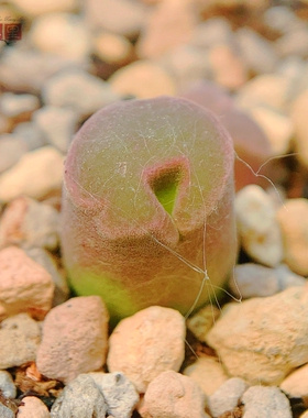 MG1802.7  pubescens Vaalkoei 风铃玉 老巷里Cono
