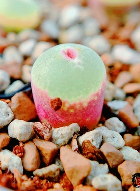 安格尼斯之眼 lydiae steenberg S Aggeneys 风铃玉 老巷里Cono