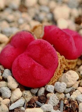 Ficiforme worcester CR1122*吕孤 老巷里Cono