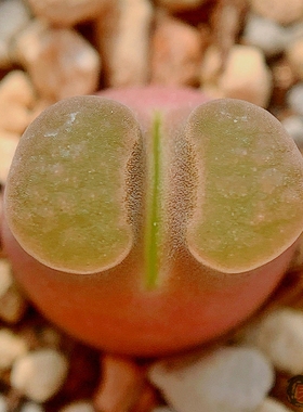 Mg1787 caroli 'australe' 磁铁风铃玉 老巷里Cono