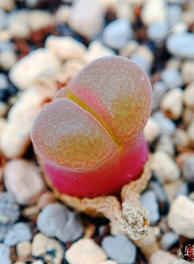 Mg1802.33 praesectum Witkoppies,Pofadder风铃玉 老巷里Cono