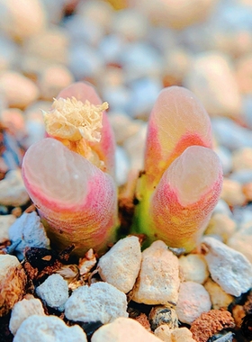 【种子合集】安格尼斯之眼 墨玉麒麟 lydiae ver风铃玉 老巷里