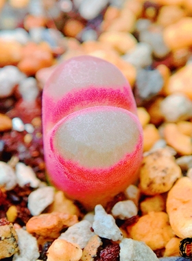 Mg1804.15 spthulatum Kangnas flats 风铃玉 老巷里Cono