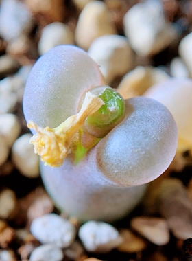 【种子合集】熊猫 磁铁 friedrichiae Caroli 风铃玉 老巷里Cono