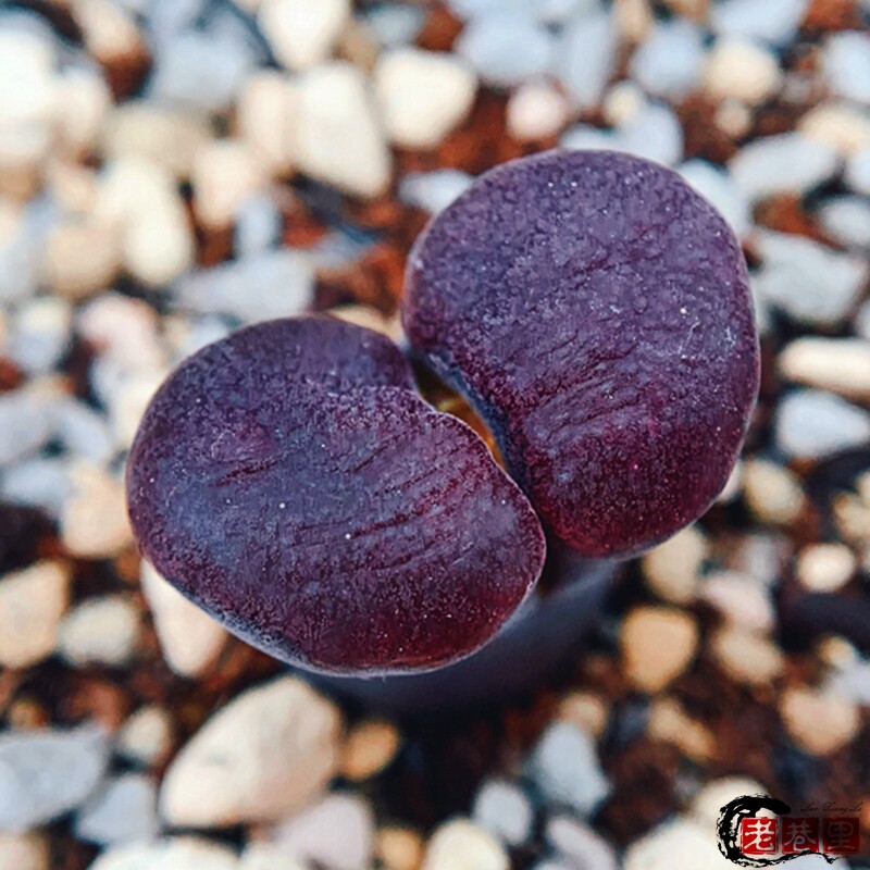 【特价分享】编号风铃玉苗 随机发货仔细看详情页介绍 老巷里cono