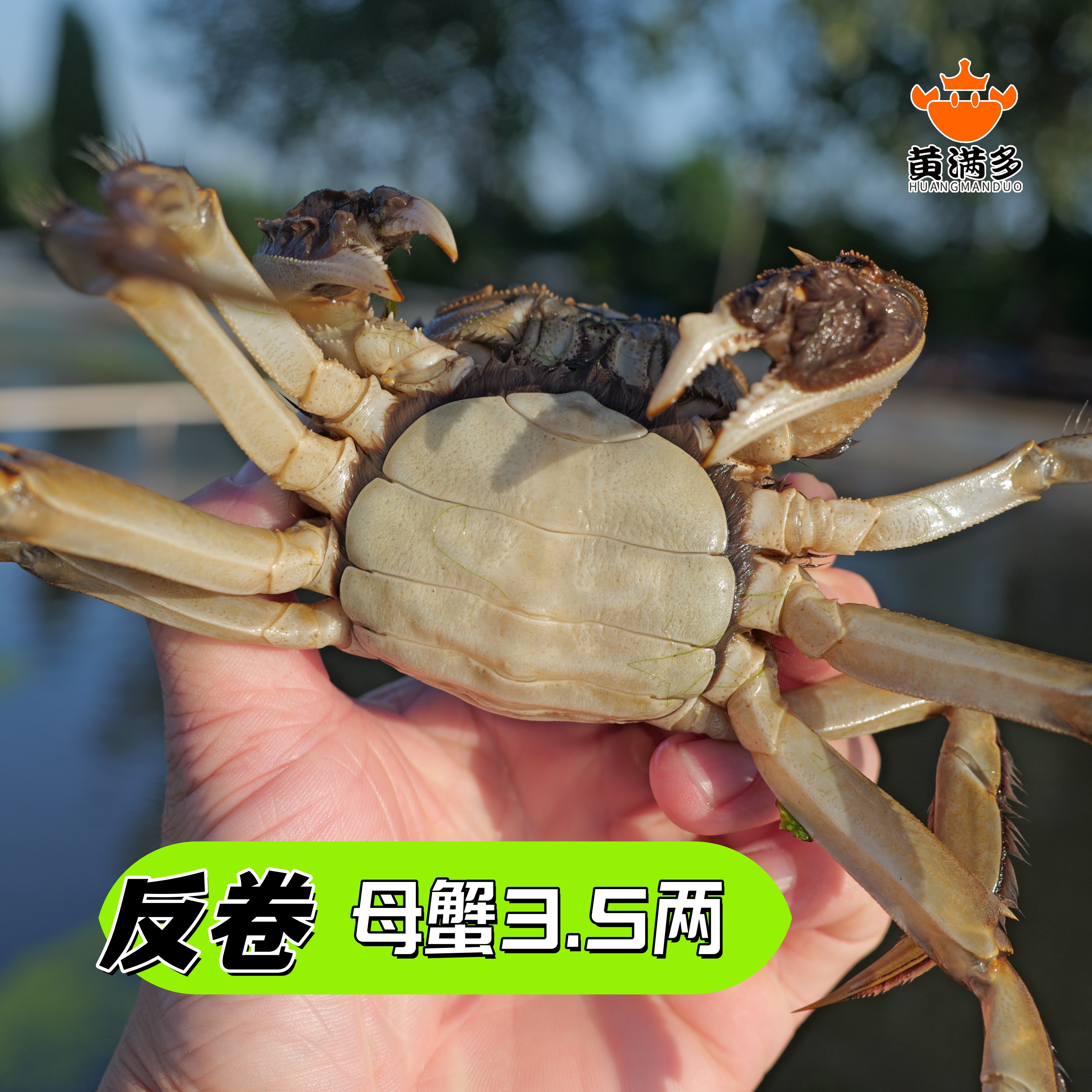 黄满多高精尖大闸蟹母蟹3.5两