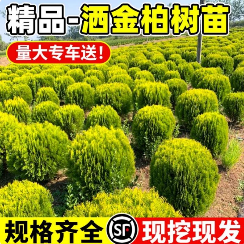 洒金柏树苗松柏苗木盆栽地栽花卉庭院绿化植物黄金柏原生香松扁柏图片