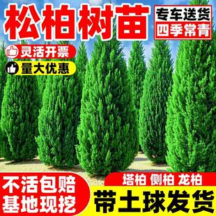 柏树树苗 塔柏 扁柏松柏侧柏树苗圆柏松树宝塔松龙柏刺苗绿化常青
