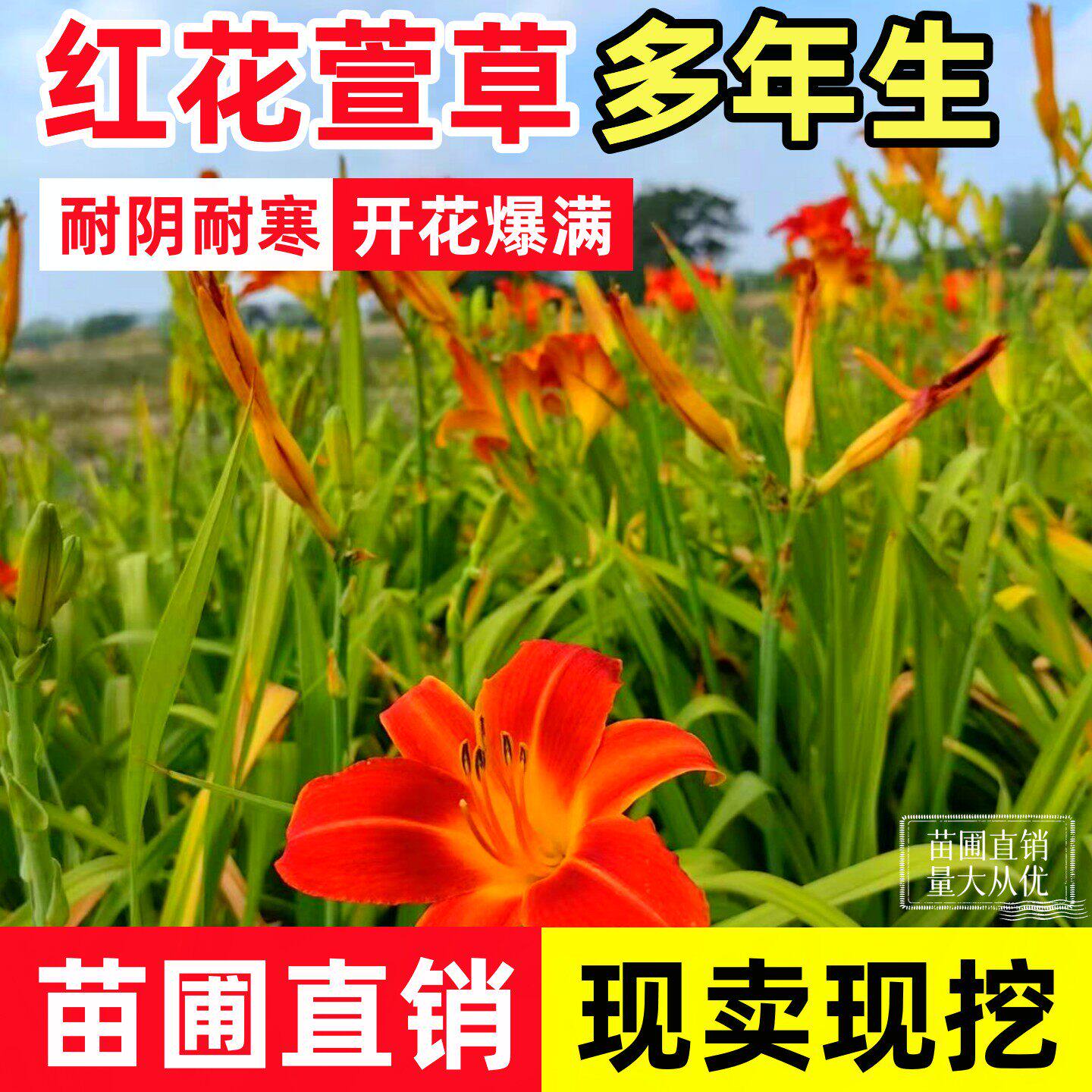 红花萱草庭院花园植物花坛绿化四季常开耐寒大花萱草鸢尾苗地栽