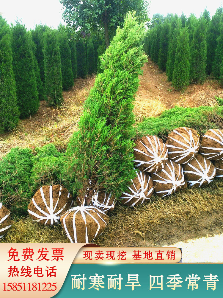 龙柏苗四季常青耐寒塔柏苗侧柏地柏洒金柏庭院盆栽宝塔松树圣诞树