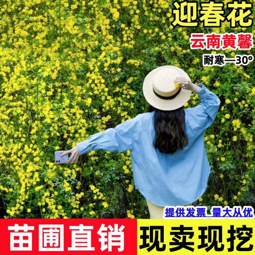 爬藤植物云南黄馨盆栽长春花苗迎春花苗常青开花护坡花卉爬山虎苗
