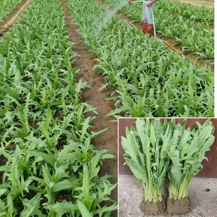 广西博白甜麦菜苗正宗庭院阳台盆栽带泥发货易栽种甜脆甜麦菜苗