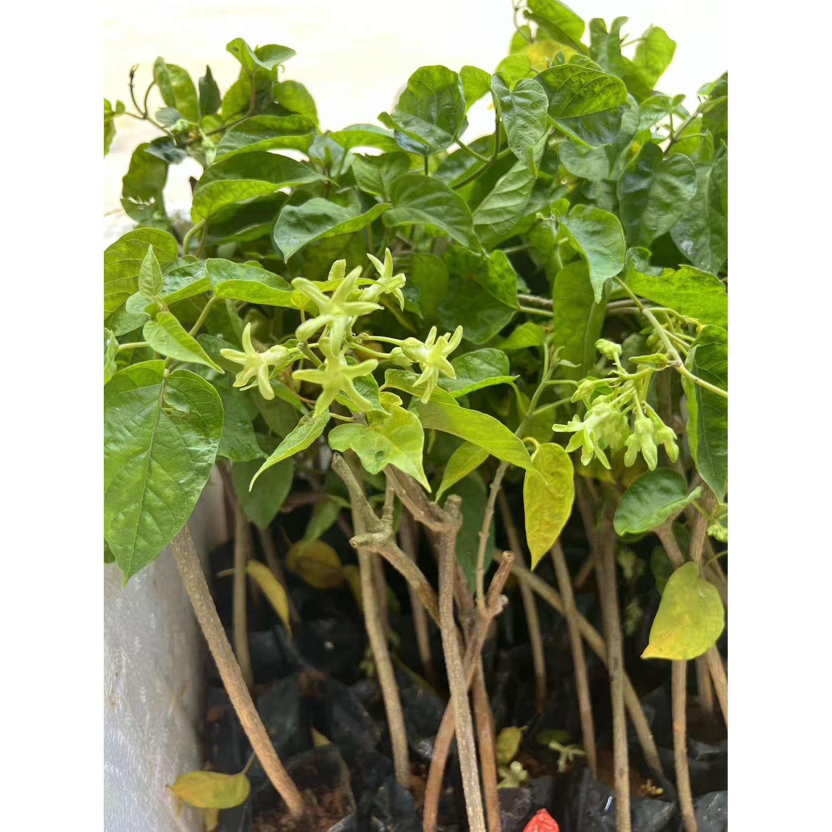 可食用爬藤夜来香花带土阳台庭院室外藤本植物夜兰香夜香花苗盆栽