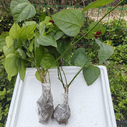 姑娘菜龙须菜赤苍藤苗辣木苗营养杯带土发货