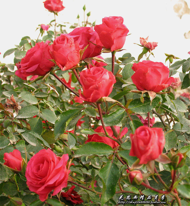 花思雨【赫尔恩/粉串】经典丰花月季四季强健皮实抗病庭院绿植