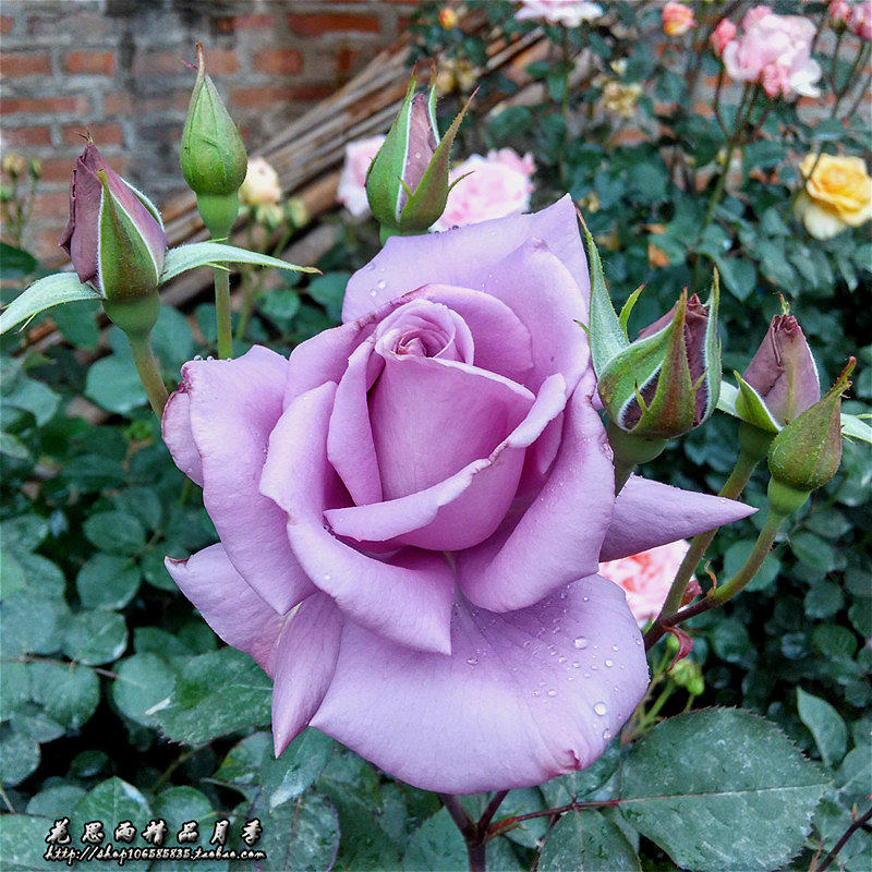 花思雨 日系 薰衣草系列的代表月季:紫罗兰夫人(mme. violet)