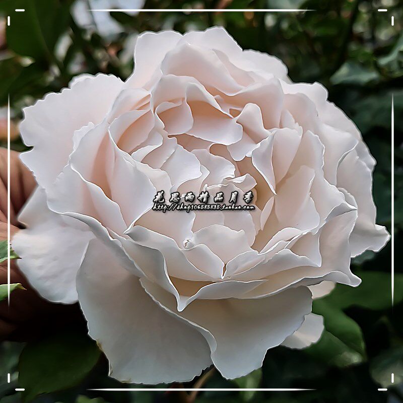 花思雨【白雪公主】荷兰新品浓香切花月季勤花耐热抗病庭院盆栽